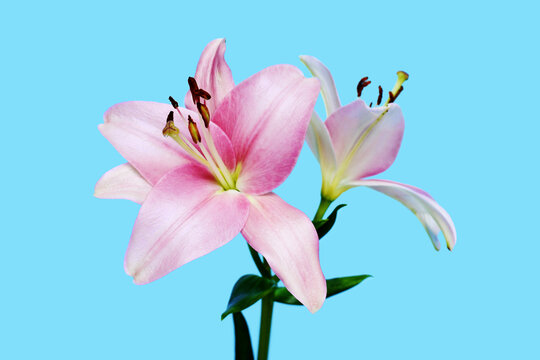 Light pink Lilium flower in full bloom against pastel blue background