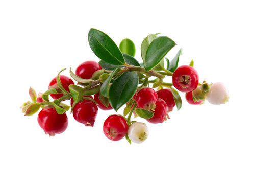 Fresh cowberry berries with leaves, isolated on white background. Ripe cranberry, cowberry, lingonberry. Clipping path.