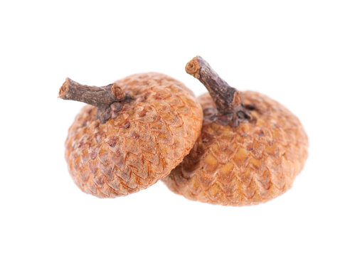 Acorn oak isolated on white background. Ripe brown acorn. Clipping path.
