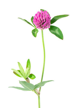 Clover flowers isolated on white background. Pink clover on a stem with green leaves. Medicinal herb.