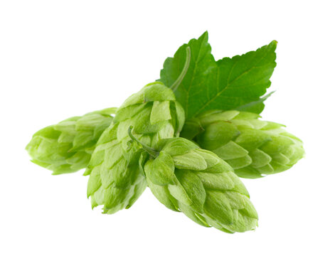 Fresh green hop branch isolated on white background. Hop cones. Beer brewing ingredient.