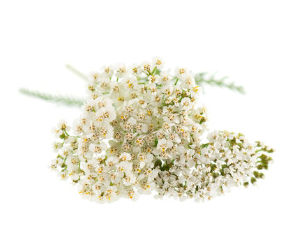 White yarrow flowers with green foliage isolated on white background. Achillea millefolium. Medicinal herb.
