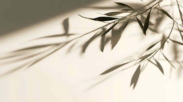 Olive branch with leaves casting shadows on a surface