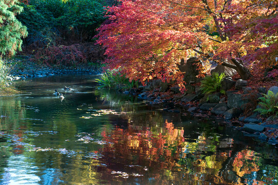 Autumn landscape, colorful foliage, and vibrant tree reflections on a tranquil pond in a Japanese garden. 