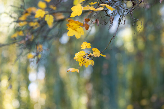 Autumn leaves, yellow maple foliage, and delicate bare branches illuminated by soft natural sunlight against a beautifully blurred forest background.