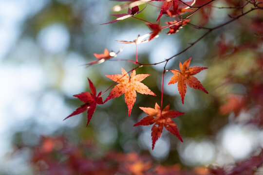 Autumn red maple leaves on a blurred forest background, very shallow focus. Colorful foliage in the autumn park. Excellent background on the theme of autumn, fall.