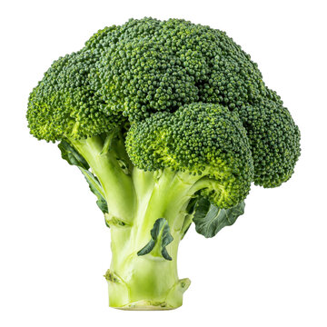Fresh vibrant green broccoli florets and thick stem captured in a bright studio shot, highlighting its healthy texture against a clean white background