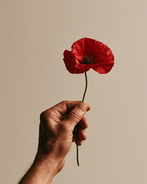 Person hand holding vibrant red poppy flower, symbol of remembrance and hope