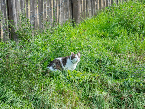 &Agrave; la chasse
