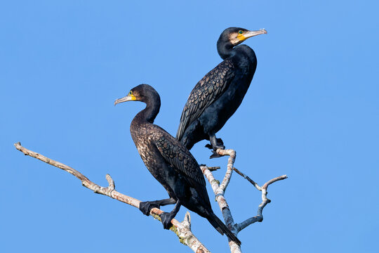Zwei Kormorane im Profil auf &Auml;sten vor blauem Himmel