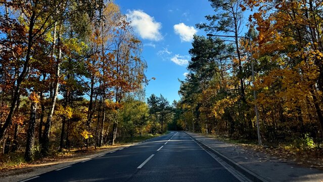 road in autumn forest