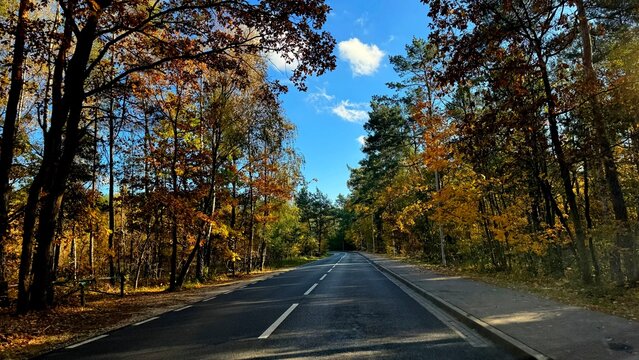 road in autumn forest