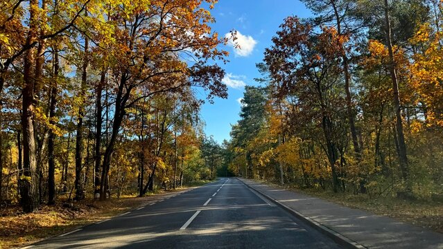 road in autumn forest