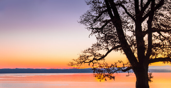 Bare tree silhouette at sunrise on Lake Starnberg in Bernried Bavaria