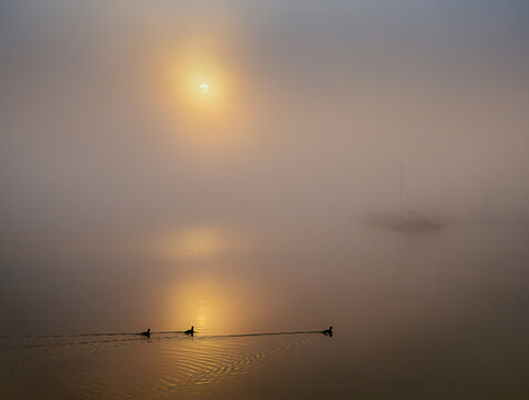 Boats and coots in foggy harbor sunrise at Lake Starnberg Bavaria