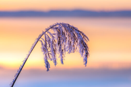 Frosted grass covered with hoarfrost at sunrise in Bavaria, Germany