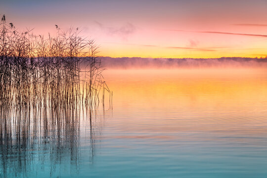 Reeds in peaceful lake water at sunrise with morning mist in Bavaria