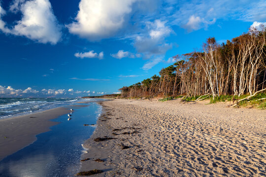 Beach shore with forest and Baltic Sea at Ahrenshoop Germany