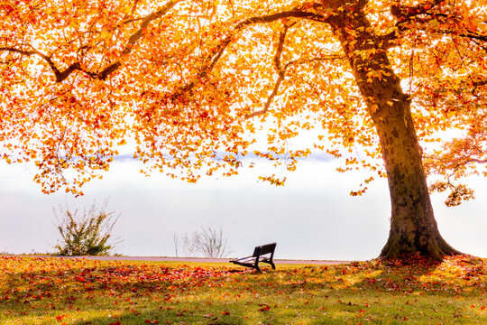 Tree with orange autumn leaves and empty bench