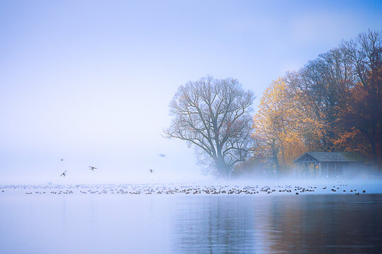 Foggy morning with waterfowl on Lake Starnberg in Bavaria, Germany