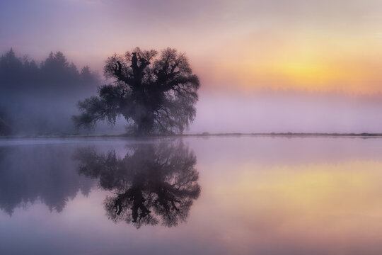 Tree reflection in foggy sunrise over pond in Bavaria, Germany