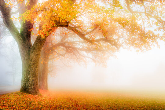 Oak alley with autumn leaves in fog in Bernried, Germany