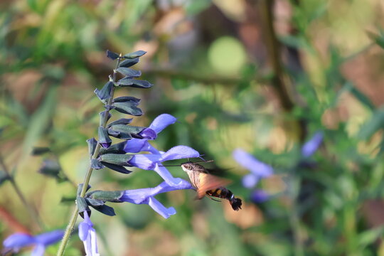 A hummingbird moth sipping nectar from blue salvia flowers