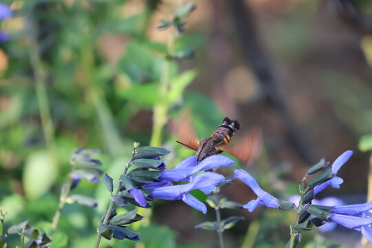 A hummingbird moth sipping nectar from blue salvia flowers