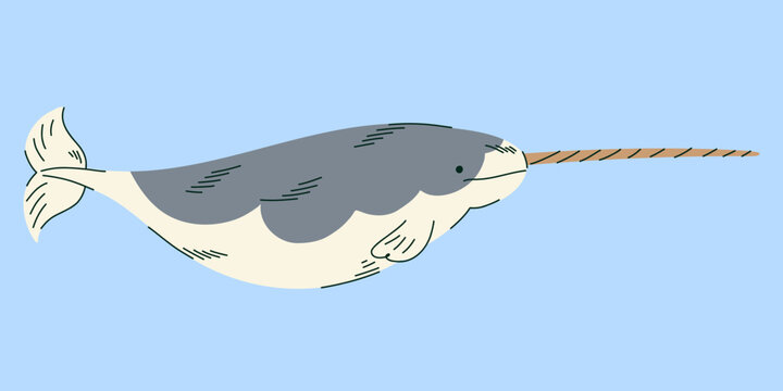 Narwhal Swimming with Long Spiral Tusk in Blue Arctic Water, Hand Drawn Marine Mammal Illustration for Ocean Wildlife Education, Animal Identification Cards, Children Books and Polar Nature Posters