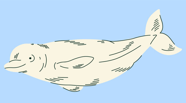 Beluga Whale Swimming in Blue Arctic Water, White Marine Mammal Hand Drawn Illustration for Ocean Wildlife Education, Animal Identification Cards, Children Books and Polar Nature Posters