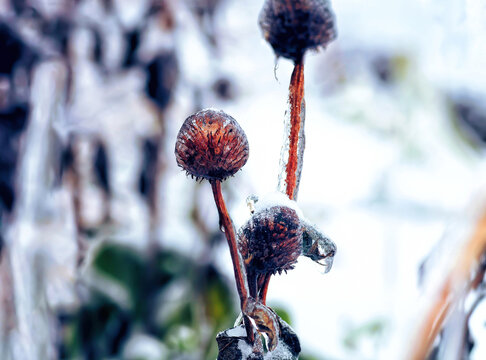 Dried Rudbeckia or Echinacea flower stalks covered frost and icicles
