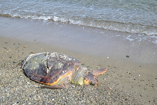 Dead sea turtle washed ashore on pebble beach