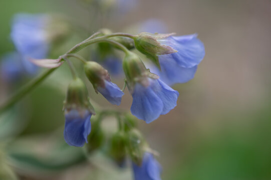 Jacob's Ladder flowers drooping in soft daylight