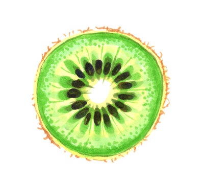 Fresh watercolor kiwi slice isolated on white background. Hand drawn artistic fruit food element for design, pattern, menu and cafe decoration. Isolated illustration