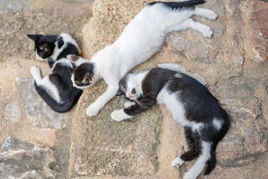 Street Cats Resting on Stone Steps in Alanya, Turkey