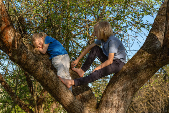 Two barefoot children sitting on forked tree branches in sunny spring setting interacting and playing together while balancing on trunk limbs and surrounded by leafy canopy of garden tree branches