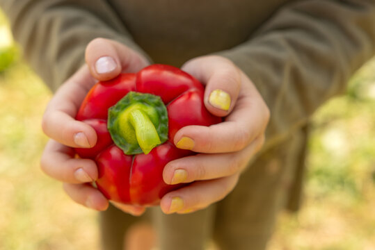 Child's hands carefully holding a vibrant red bell pepper, symbolizing fresh produce, healthy eating, and the joy of gardening from a sustainable harvest