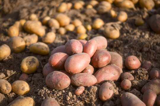 Freshly harvested red and brown potatoes resting on dry soil in a vegetable garden. Close-up view of unwashed tubers with earthy textures and more potatoes growing in the background