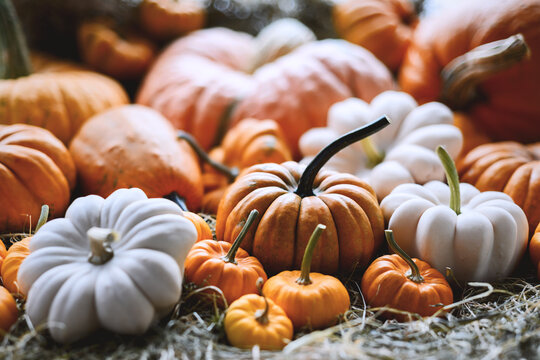 Close-up of assorted pumpkins in various shapes and autumn colors. Seasonal display perfect for fall harvest, Thanksgiving table, or Halloween background