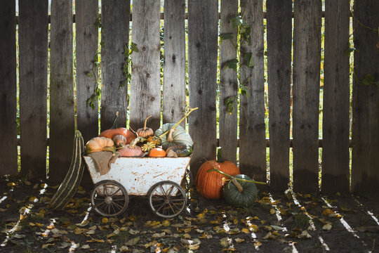 Decorative garden cart with pumpkins on fallen leaves in countryside setting. Autumn harvest arrangement with squash and rustic Thanksgiving aesthetic