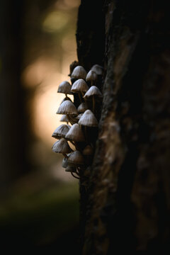Cluster of small wild mushrooms growing on the rough bark of a tree trunk in a forest. Close-up view with shallow depth of field and a softly blurred natural background