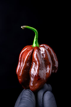 Chocolate habanero pepper in black glove close view. Fresh chili pod minimal composition dark studio background