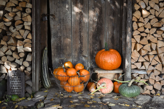 Basket of small pumpkins with assorted gourds near old wooden cabin. Seasonal harvest display with squash and rustic countryside decor