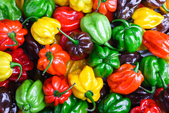 Assorted habanero peppers filling frame with glossy surfaces and varied shapes. Spicy chili texture, organic produce, colorful composition