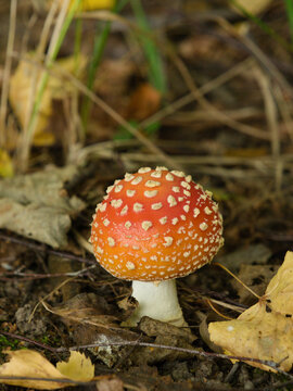 Young fly agaric mushroom Amanita muscaria with red cap and white spots growing in autumn forest floor with dry leaves and green grass in natural environment, macro close up of toxic fungus.