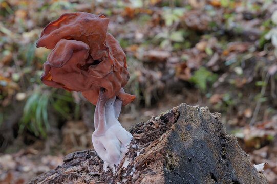 A mushroom (giant false morel) growing on a tree trunk in the autumn forest.