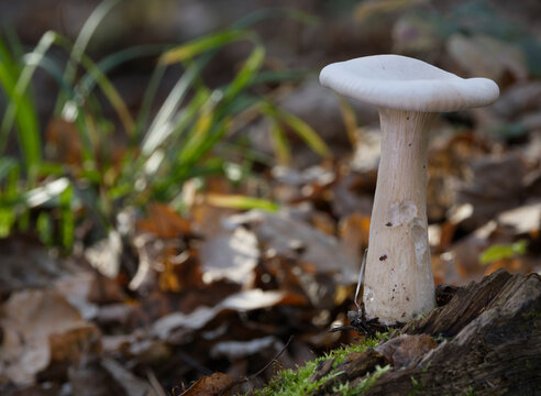 White mushroom growing in autumn forest on a sunny day.