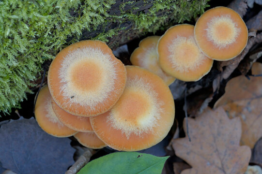 Mushrooms growing on a mossy fallen tree trunk in the autumn forest.