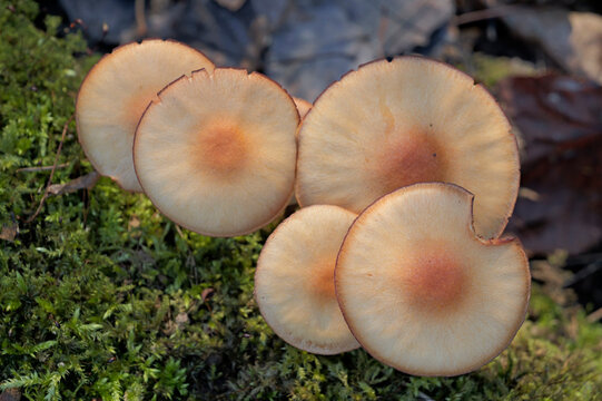 Mushrooms growing on a mossy fallen tree trunk in the autumn forest.