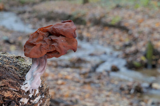 A mushroom (giant false morel) growing on the bank of a forest stream in an autumn forest.